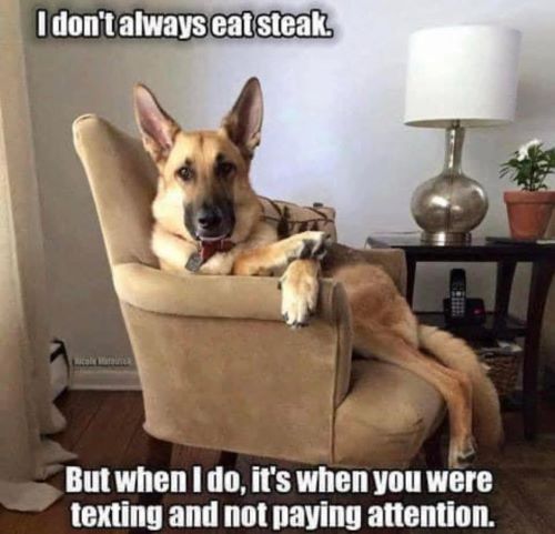 dog eats steak.jpg